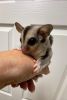 Sugar Gliders for free adoption in loving and caring home