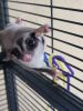 2 Sugar Gliders with 5ft Critter Nation Cage