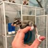Sweet and adorable Sugar gliders for sale
