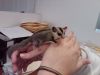 3 Sugar Gliders With Cage