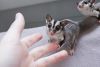 Lovely And Friendly Sugar Gliders