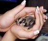 Sugar Glider Joeys Available - For Sale
