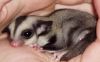 Sugar Gliders For Sale/ Need A Responsible Home