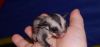 sugar gliders set for their new homes