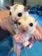 Sugar glider pairs - For Sale