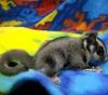 Breeding Pair of Colored gliders for sale