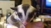 Iso Sugar Gliders That Need To Find A New Home