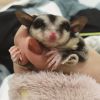 BEAUTIFUL AND HEALTHY PURE BREED SUGAR GLIDER,