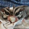 I have a pair of sugar gliders for Adoption