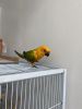 SELLING SUN CONURE WITH CAGE