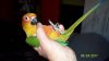 all weaned baby sun conure