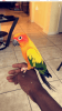 8 month old sun conure