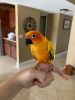 1yr old Beautiful Sun Conure with cage