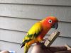 Small parrot / Sun Conure looking for part-time owner or full time own