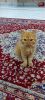 Persian Arabic Tabby Doll Face Kitten 3 months