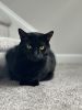 A beautiful black cat