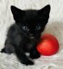 Beautiful baby tabby and black kitten kitty cats