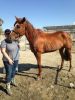 Avaliable 14-Year-Old Registered TWH