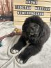 Prince Brown- Tibetan Mastiff Newfoundland