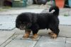 Tibetan Mastiff puppy available
