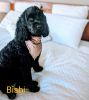 Tibetan Terrier Puppies