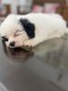 Tibetan Terrier puppies for sale