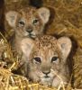 Well Tamed cheetah cubs