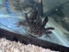 Two axolotl for sale