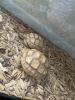 Ivory sulcata tortoises