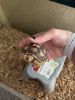 Need to find a new home for my turtle