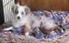 Red merle female toy