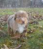 ASDR male red merle toy aussie