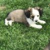 Toy aussiedoodle