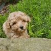 Nice Toy Poodle Pups Available.