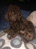 2 year old un-neutered male Toy Poodle chocolate