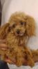 AKC red female toy poodle