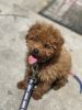 Red Toy Poodle “Marlo”