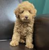 Puppy for sale- Toy Poodle