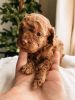 Gorgeous toy poodles for adoption