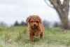 Gorgeous Toy poodle puppies