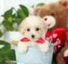Adorable x Poodle toy puppies