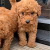 Gorgeous x toy poodle puppies