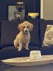 Apricot toy poodle, female, 6 months old