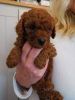 Toy Poodles pups available for new home
