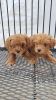 Red toy poodle available