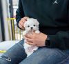 Cute home race Toy poodle puppies