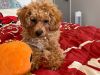 4 month old adorable Toy Poodle Full Breed
