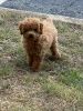 Sweet toy poodle puppy