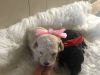 AKC Toy Poodle Puppies for sale