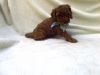 Fun Red Toy Poodle Puppies